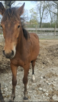 Vente de cheval : CADOR